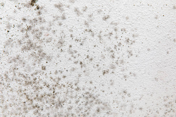Best Air Quality Testing for Mold Spores  in North Braddock, PA