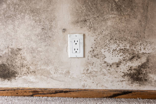 Best Commercial Mold Inspection  in North Braddock, PA