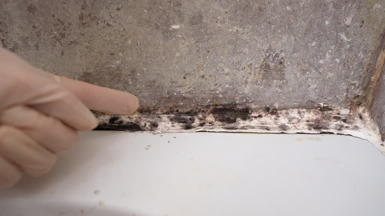 Professional Mold Removal in North Braddock, PA